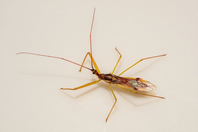 おれのサシガメレベルが低すぎて
これはサシガメだろうな……ってことしかわからぬ 