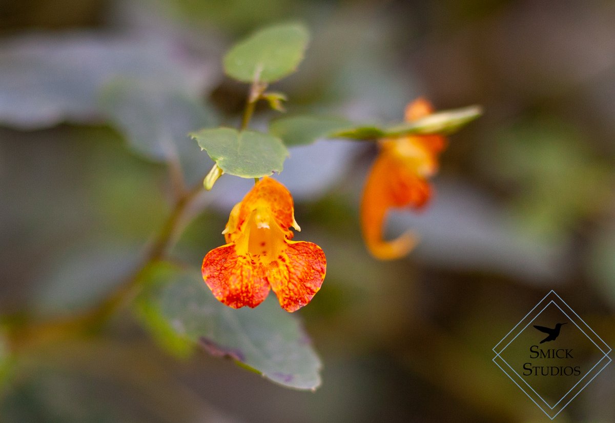 CaraSmick's tweet photo. A small flower to cheer up your day! #photography #photoshoot #photooftheday #photographer #massachusetts #newengland #flower #NaturePhotography #nature https://t.co/iBiMd2A0Rm
