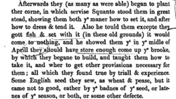 They also followed the settlers themselves in seeing Native Americans as either loyal (in the case of Tisquantum/’Squanto’) or (mostly) devilish, rehashing the claim that divine providence cleared away Native people to make room for whites (image from William Bradford’s journal)