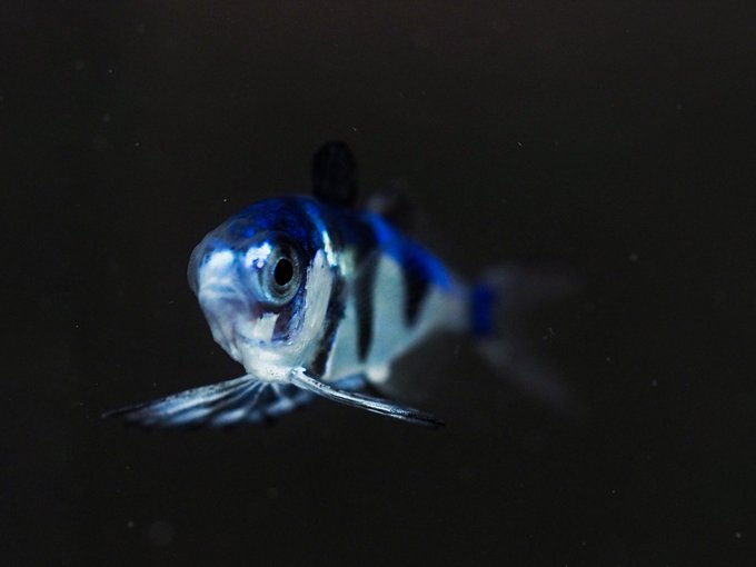 綺麗な魚のtwitterイラスト検索結果 古い順