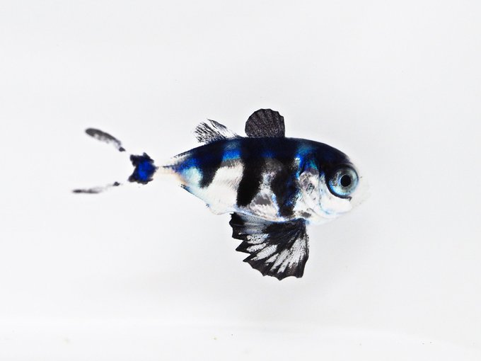 綺麗な魚のtwitterイラスト検索結果 古い順