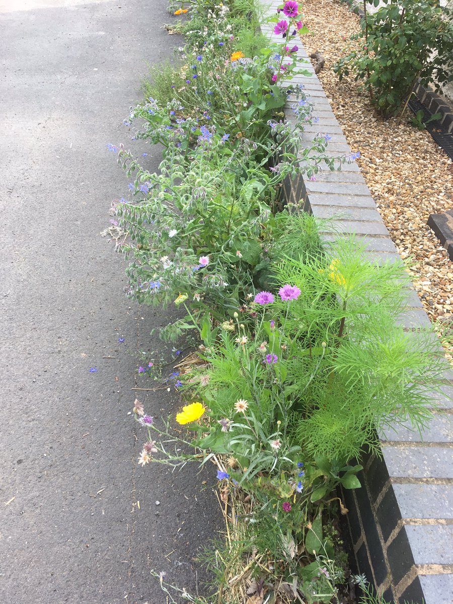 Oxfordshire Wildlife Girl (@oxonwildlifegrl) on Twitter photo Which do you prefer - pavement with wildflower seed mix or without? Imagine the impact on #pollinators if this could be done everywhere! <a href="/LGSpace/">Little Green Space 🦋</a> <a href="/Butterfly_bros/">Joel Ashton</a> Which do you prefer - pavement with wildflower seed mix or without? Imagine the impact on #pollinators if this could be done everywhere! <a href="/LGSpace/">Little Green Space 🦋</a> <a href="/Butterfly_bros/">Joel Ashton</a>