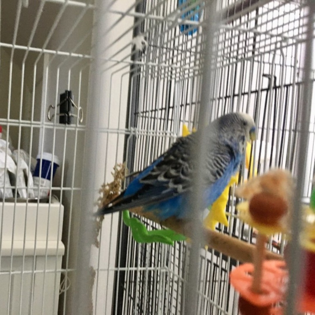 Alexandria Pet Care tweet media