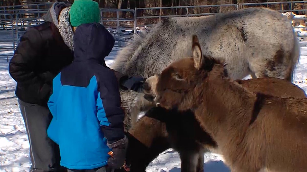 CSS Animal Tales tweet media