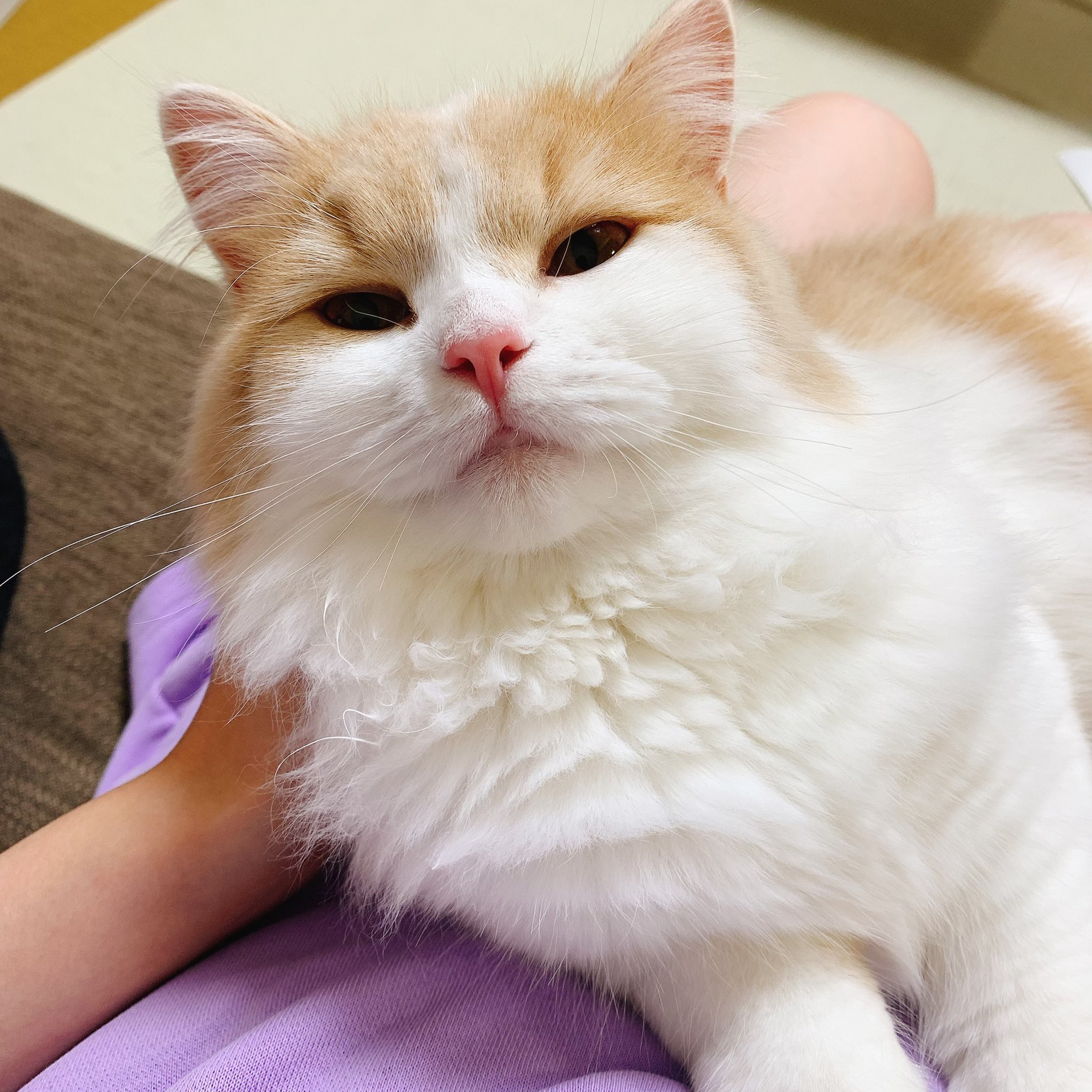 髙橋ミナミ 追憶のアリア を聴いてる猫です バンめし T Co Trqib6rbpl Twitter