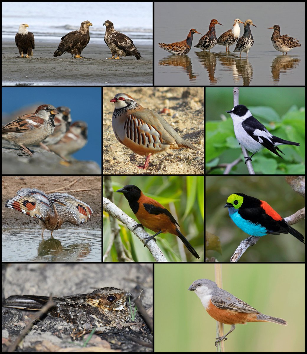 Excited to share our new review on the ecology, evolution, and quantification of plumage patterns! s/o to coauthor Rauri Bowie #ornithology #birds #colsci @MicaToolbox @AmOrnith doi.org/10.1093/auk/uk…