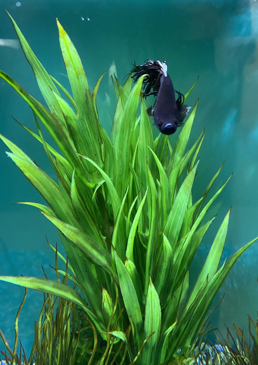 Ian_A_MacDonald's tweet photo. Welcome to the #TeamMacDonald swim team #Meg.  You join #JerryTheDrivewayFish and #PhilipSeymourHoffFish in our home. #Family #Fish #RescuePets https://t.co/33xfeXXyze