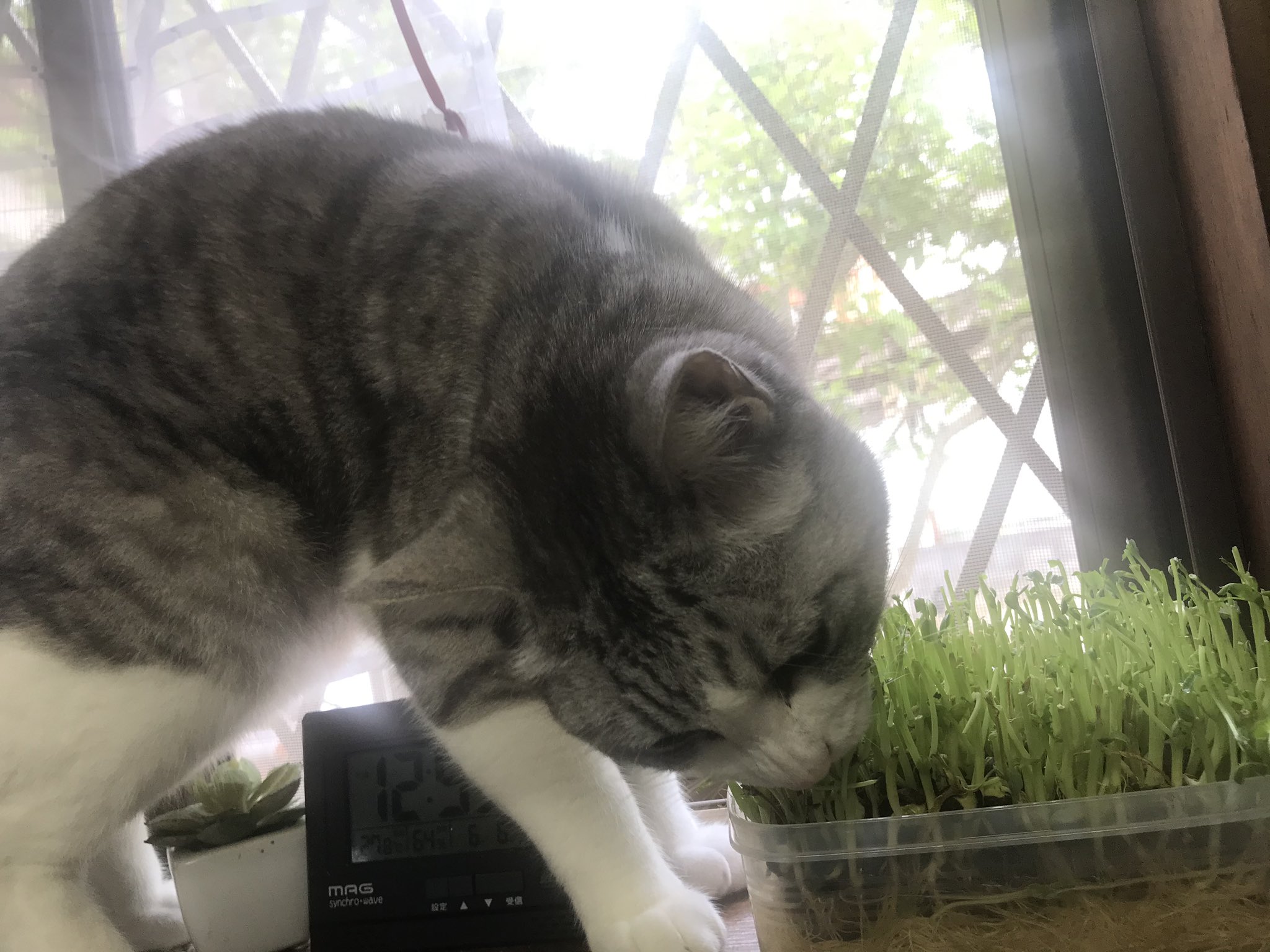 髙橋ミナミ 追憶のアリア を聴いてる猫です バンめし T Co Trqib6rbpl Twitter