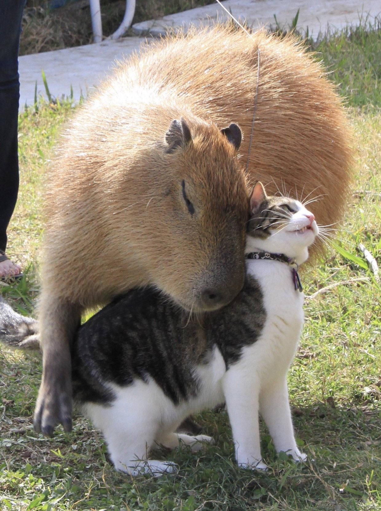 誰とでも仲良しなカピバラさん ワニまでお友達とは最強すぎ 話題の画像プラス 誰とでも仲良しなカピバラさん ワニまでお友達とは最強すぎ 話題の画像プラス
