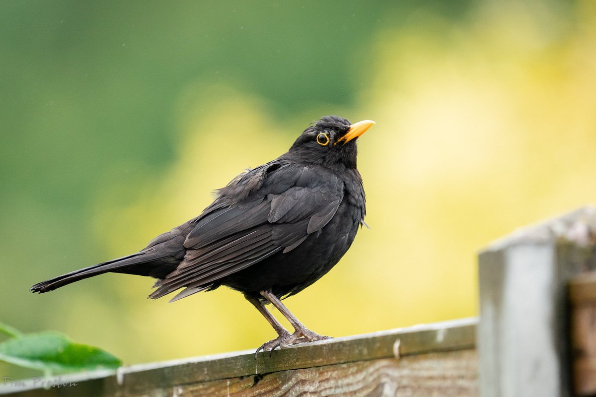 Tim Preston tweet media