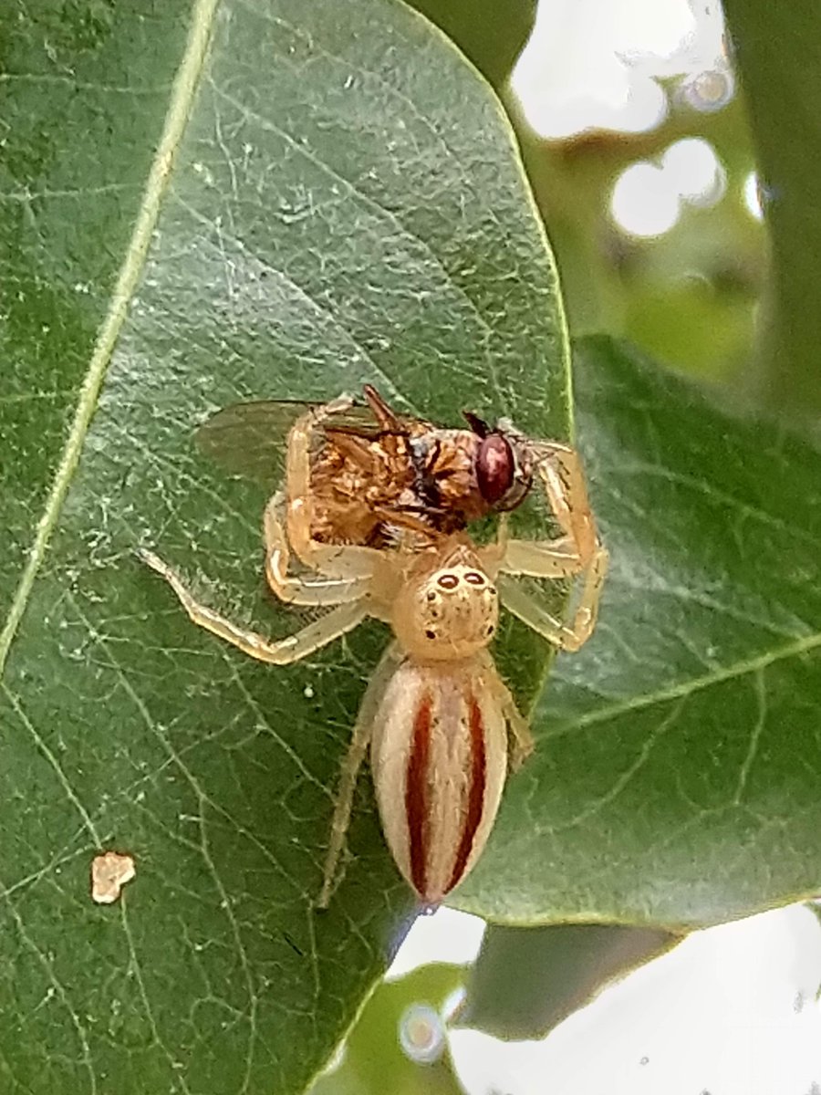 Some of you send me your spider pictures for identification. Will you be interested in a talk + workshop next month (Oct) for beginner spider watchers? 
Indian Spiders 101 for beginners: (October 10, 10.30 AM - 12.00 PM) Cost: Free (or parcel over some home food) 
Details below+