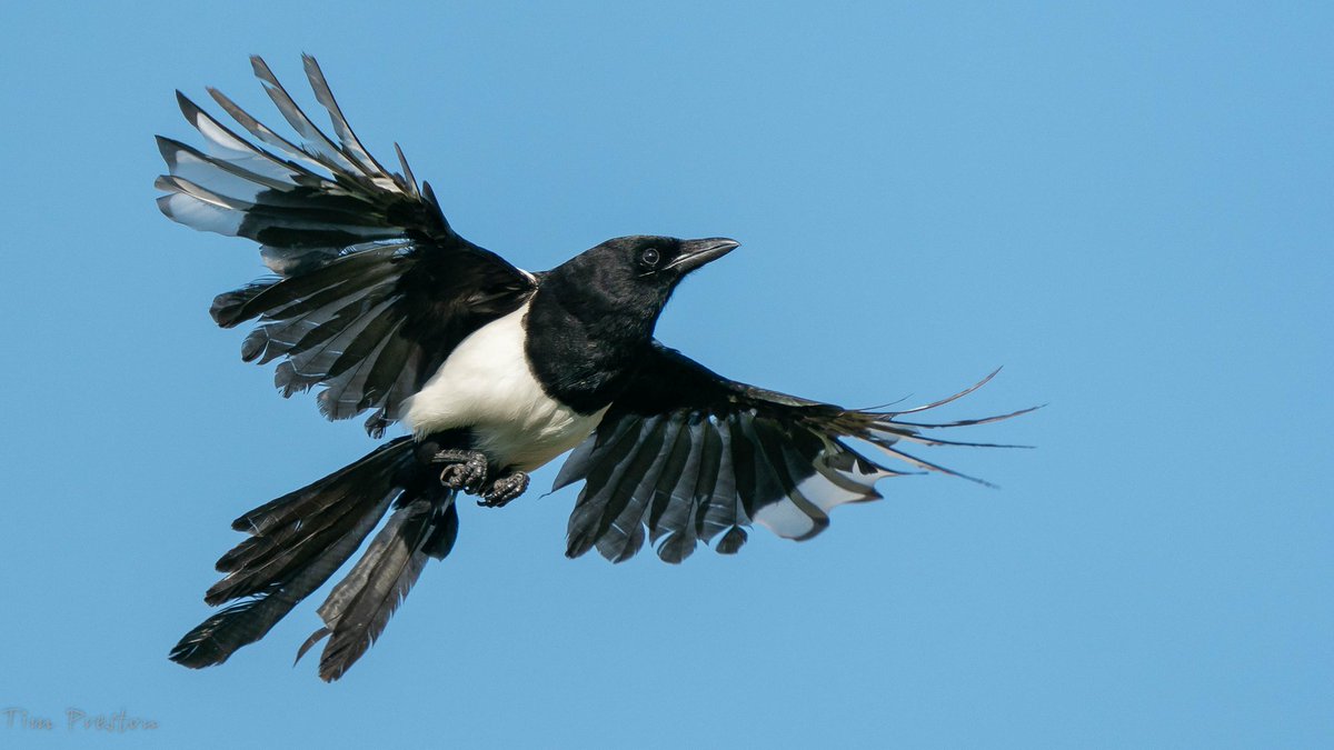 Tim Preston tweet media