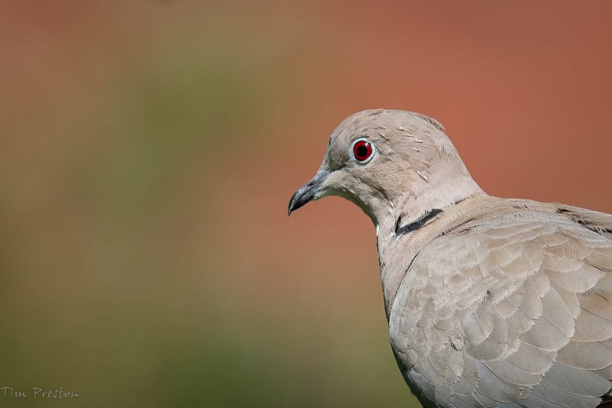 Tim Preston tweet media