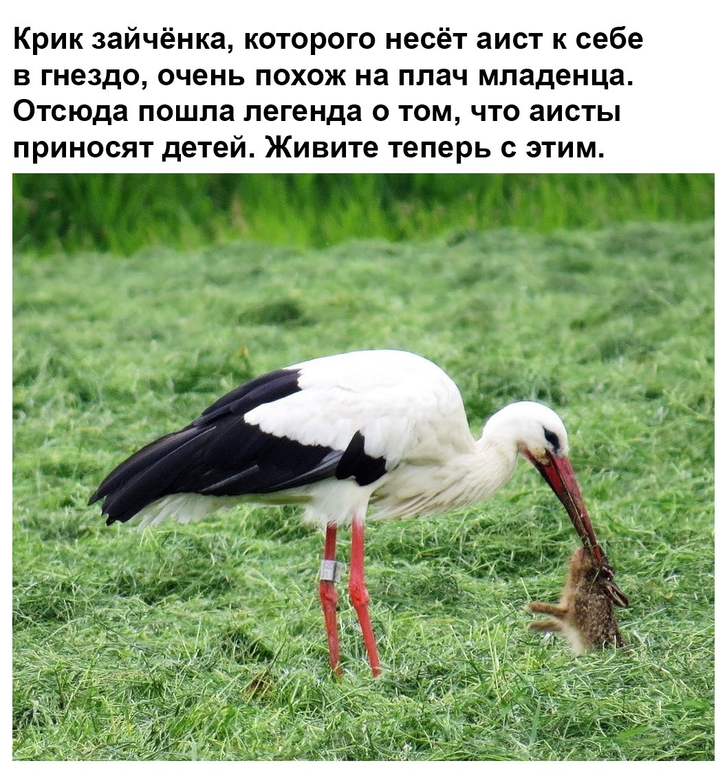 Аист питается