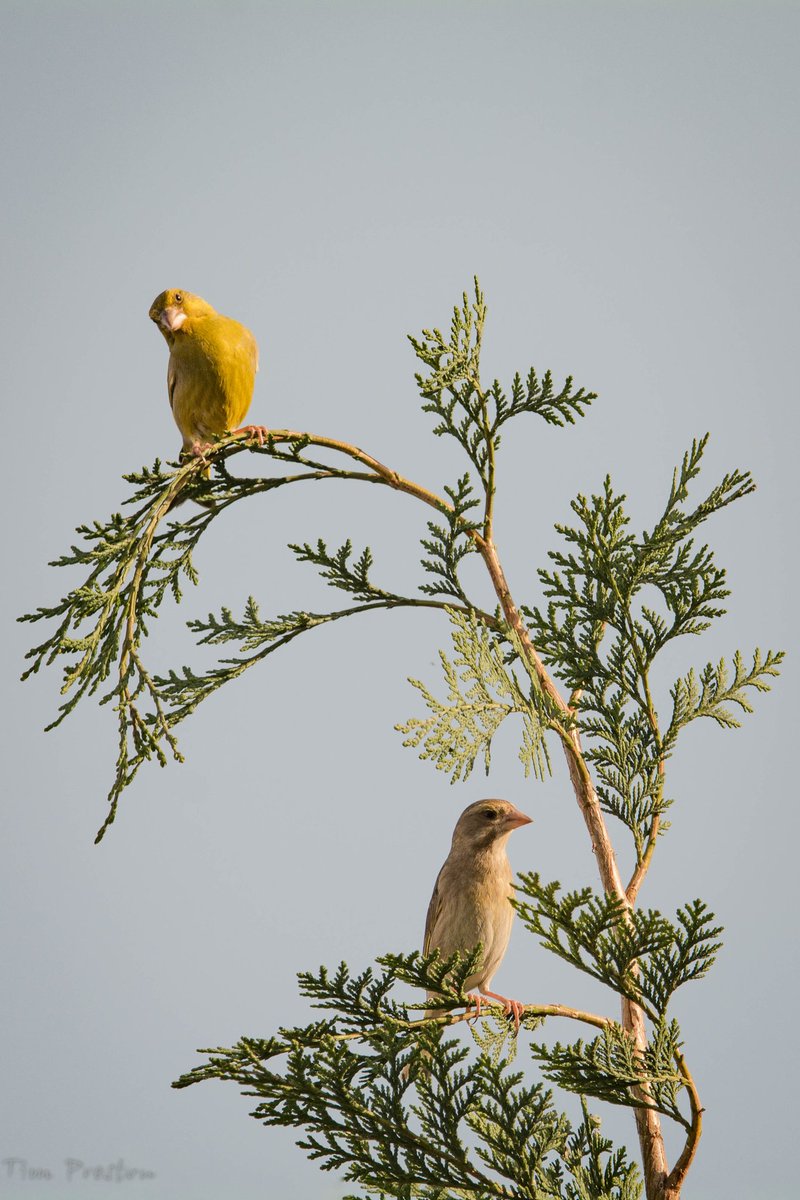 Tim Preston tweet media