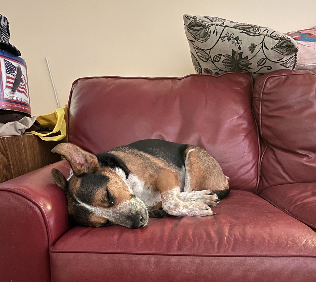 CharlyGirard9's tweet image. When it’s compost/trash day, Max goes into a little funk and acts like there’s nothing left to live for. #lifeofMax