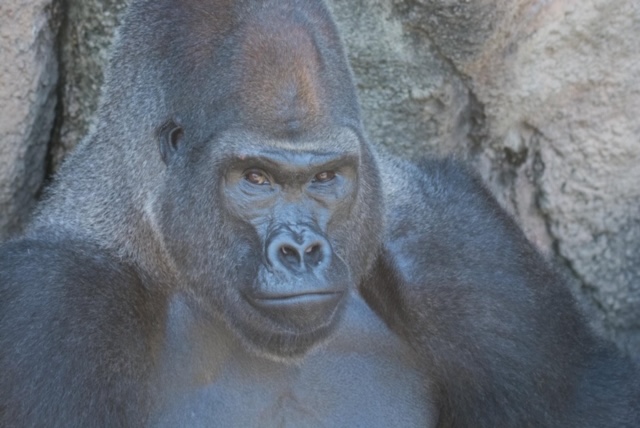 stlzoo's tweet image. Today is #WorldGorillaDay! Here at the Zoo we love our group of bachelor gorillas! We have four Western lowland gorilla males, Jontu, Joe, Nadaya and Bakari. Although large and very strong, gorillas in general are peaceful animals. Read more at stlzoo.org/blog