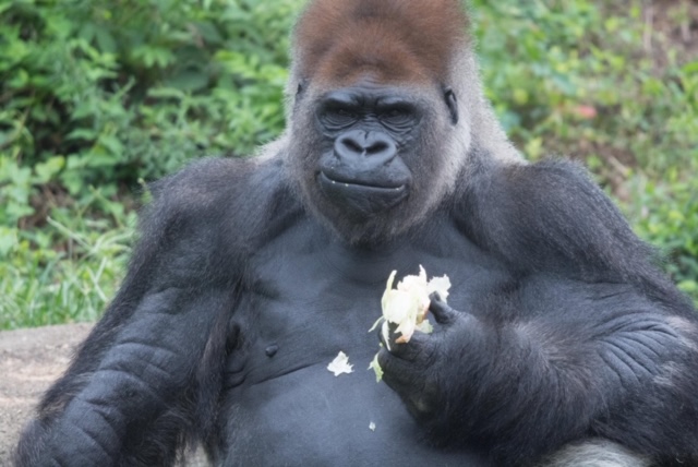 stlzoo's tweet image. Today is #WorldGorillaDay! Here at the Zoo we love our group of bachelor gorillas! We have four Western lowland gorilla males, Jontu, Joe, Nadaya and Bakari. Although large and very strong, gorillas in general are peaceful animals. Read more at stlzoo.org/blog