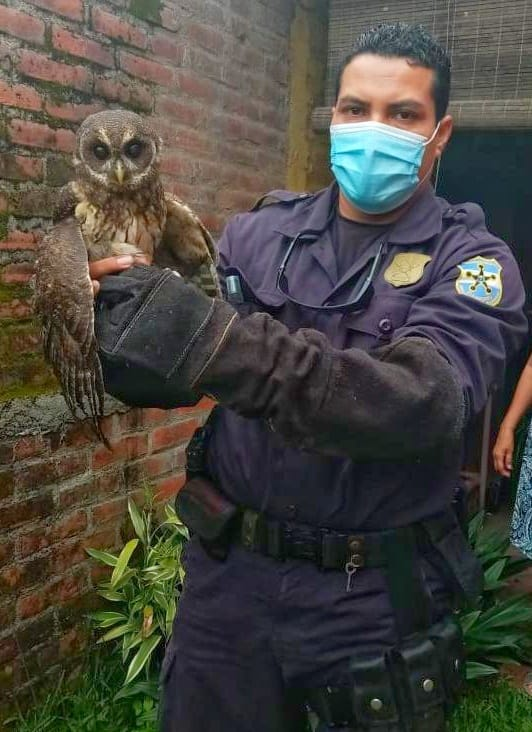 PNCSV's tweet photo. Recuperamos un búho de montaña, dos pericos y una ardilla juvenil, localizados en diversos puntos del Depto. La Libertad donde los mantenían en cautiverio. Llevamos a las especies a @MedioAmbienteSV para su evaluación y posterior liberación. https://t.co/quPxL45AGE