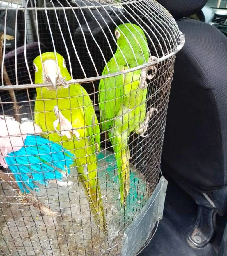 PNCSV's tweet photo. Recuperamos un búho de montaña, dos pericos y una ardilla juvenil, localizados en diversos puntos del Depto. La Libertad donde los mantenían en cautiverio. Llevamos a las especies a @MedioAmbienteSV para su evaluación y posterior liberación. https://t.co/quPxL45AGE