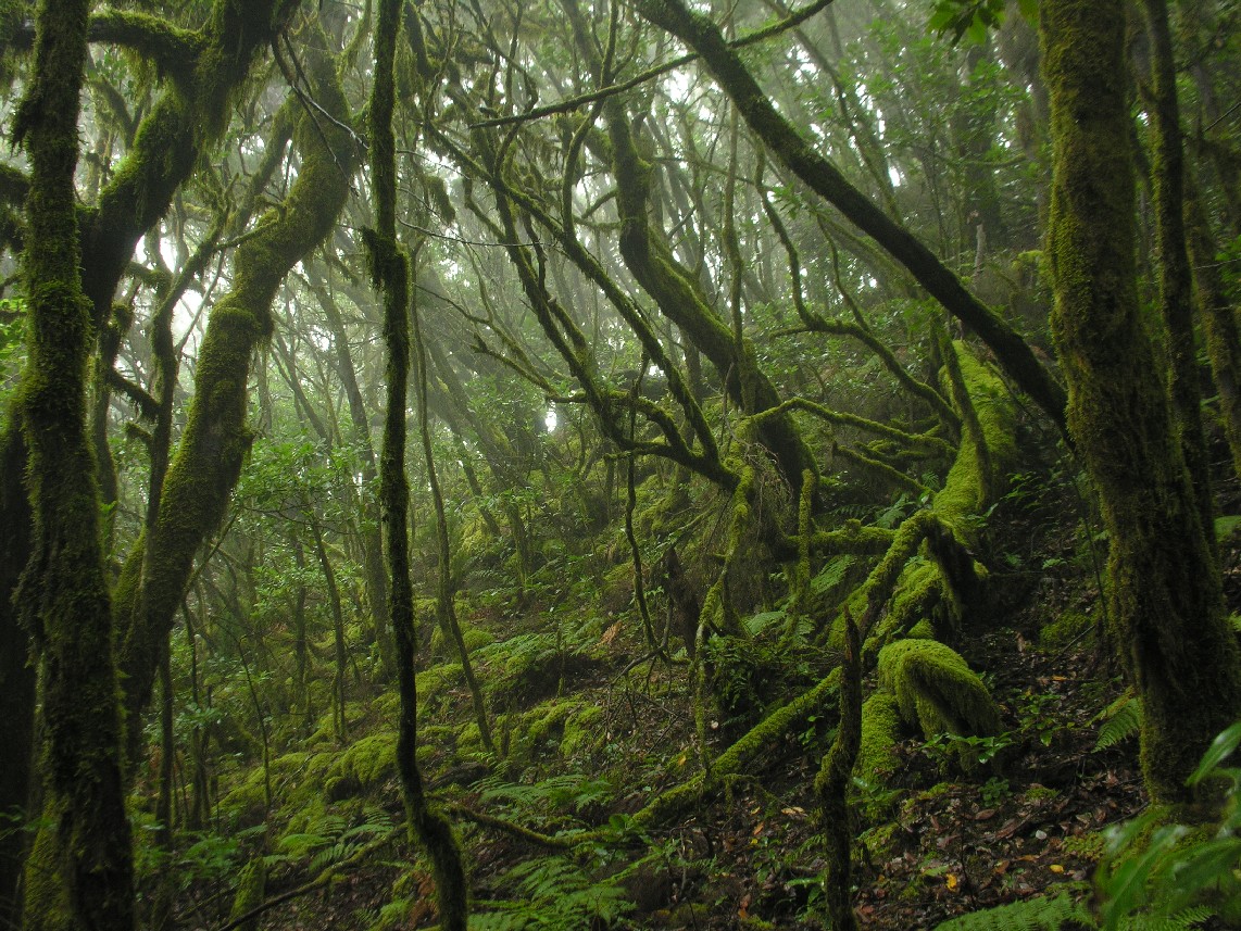 MONTAÑA PARA TODOS (@mpt_ong) on Twitter photo Transición Ecológica saca a consulta pública la Ley de Biodiversidad y de Recursos Naturales de Canarias <a href="/EcologicaGobCan/">Transición Ecológica y Energía</a>
ow.ly/JD8G50Bseaw Transición Ecológica saca a consulta pública la Ley de Biodiversidad y de Recursos Naturales de Canarias <a href="/EcologicaGobCan/">Transición Ecológica y Energía</a>
ow.ly/JD8G50Bseaw