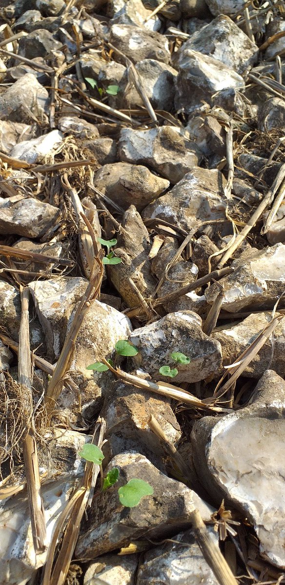 Some of the slightly more interesting soil 🤔 we farm in Hampshire/Wiltshire, but the OSR is up and away 🤞