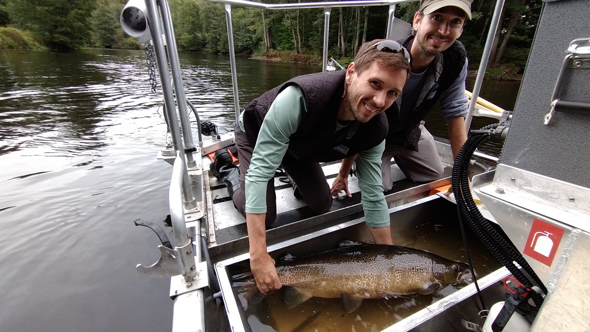 OlleCalles's tweet photo. A crazy day on river #Mörrumsån, a lot more salmon and trout upstream the former Marieberg dam after removal.
@KAU @KKStiftelsen @Kronolaxfisket @sveaskog @UniperSweden @SamShry #powerhouse #damremoval #RivEM #nrrv https://t.co/jCMoFv9H2V