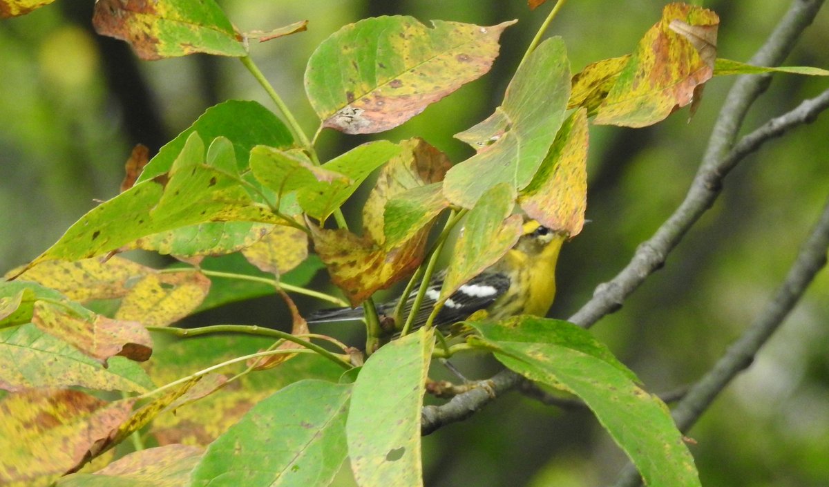 How many British birders would like to see this scene on Shetland or Scilly this autumn? #BlackburnianWarbler #birdmigration #fall #Ontario