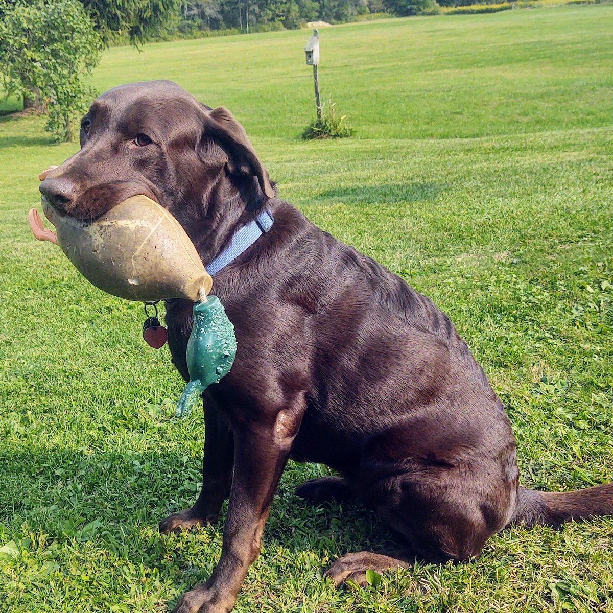 NELLI
Sitting and I know what she saying..lol
Please throw my practice duck
Harbst signature calls