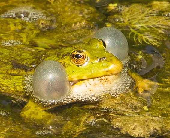 nottmwild's tweet photo. Marsh Frog. https://t.co/zmFxKf6rCo