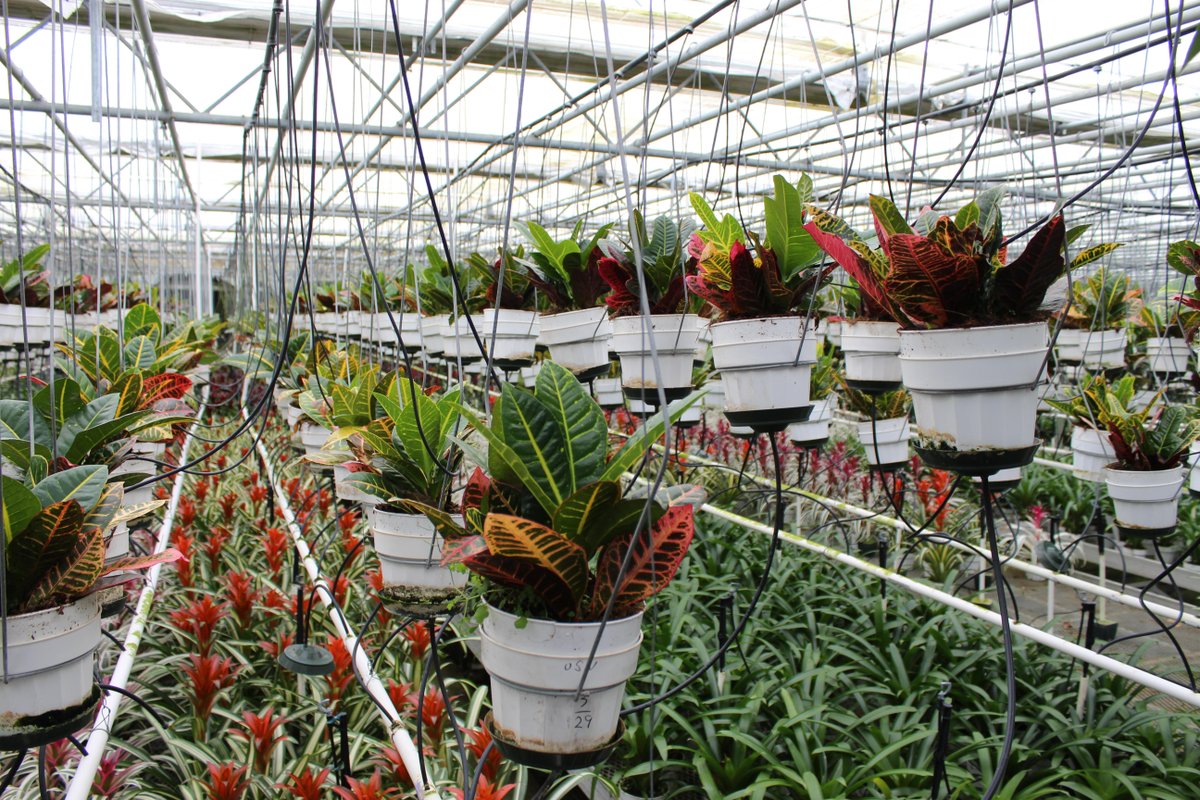 CAFarmBureau's tweet photo. A nursery grower reports "crazy demand" for indoor tropical plants, plus firsthand updates on almonds, walnuts, olives, sweet corn and raisins - all in the #FromtheFields column from #AgAlert https://t.co/yNYjAmUEVa  #agchat #AgTwitter https://t.co/9x5UJzP9bG