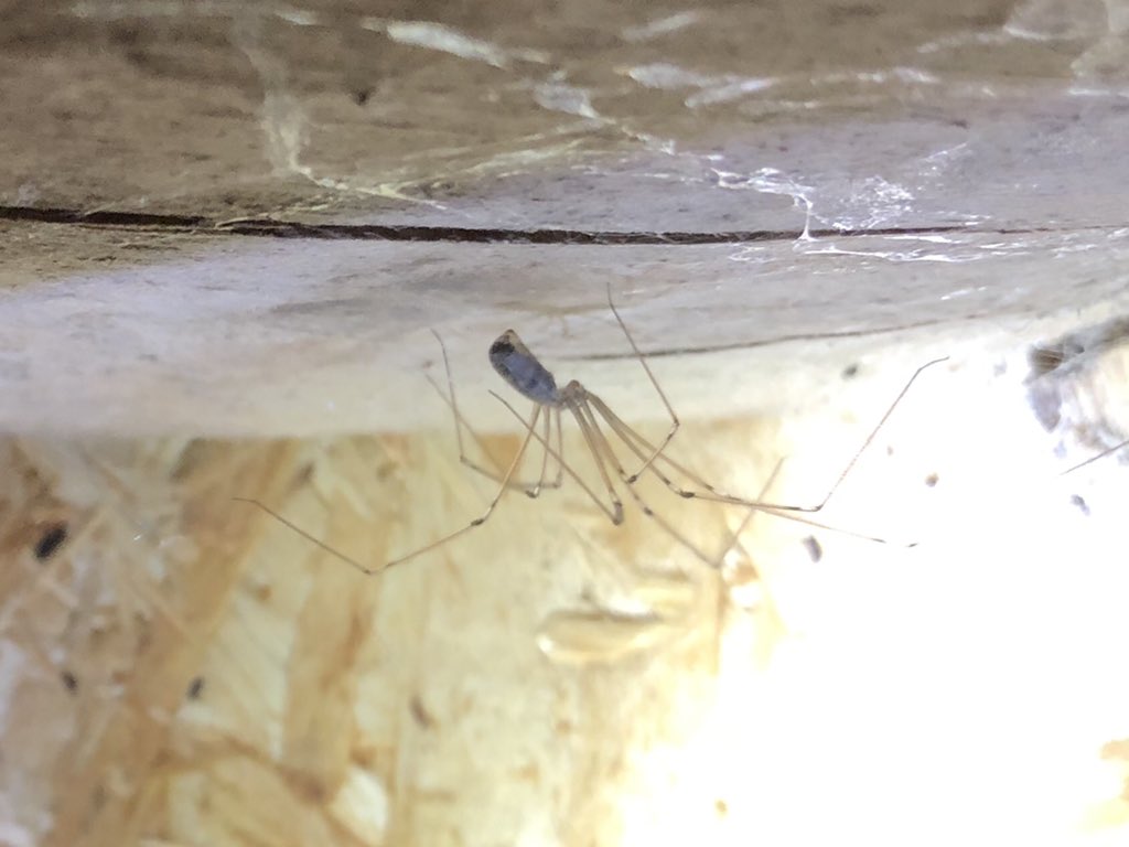 <a href="/BritishSpiders/">BAS</a> <a href="/BASSurveys/">BAS Surveys</a> Meanwhile in the porch... I count 12 at head height alone. More above and below.