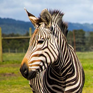 HENRY THOMAS DUNDAS LE VESCONTE as a ZEBRA