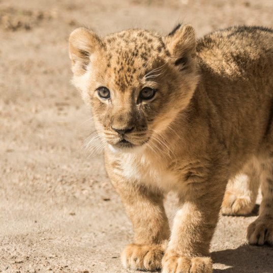 THOMAS HARTNELL as a LION CUB