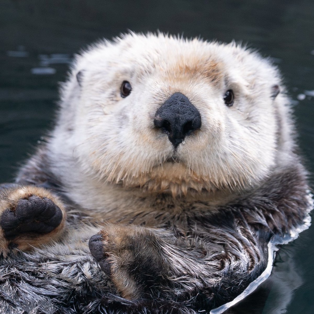 FRANCIS CROZIER as a SEA OTTER