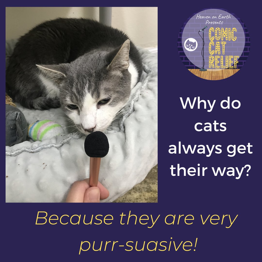 #ComicCatRelief is TOMORROW! Get ready folks!

The silent auction is now open: ComicCatRelief.givesmart.com

#perrysplace #virtualFUNdraiser #forthecats #catrescue #savecats #catcomedy