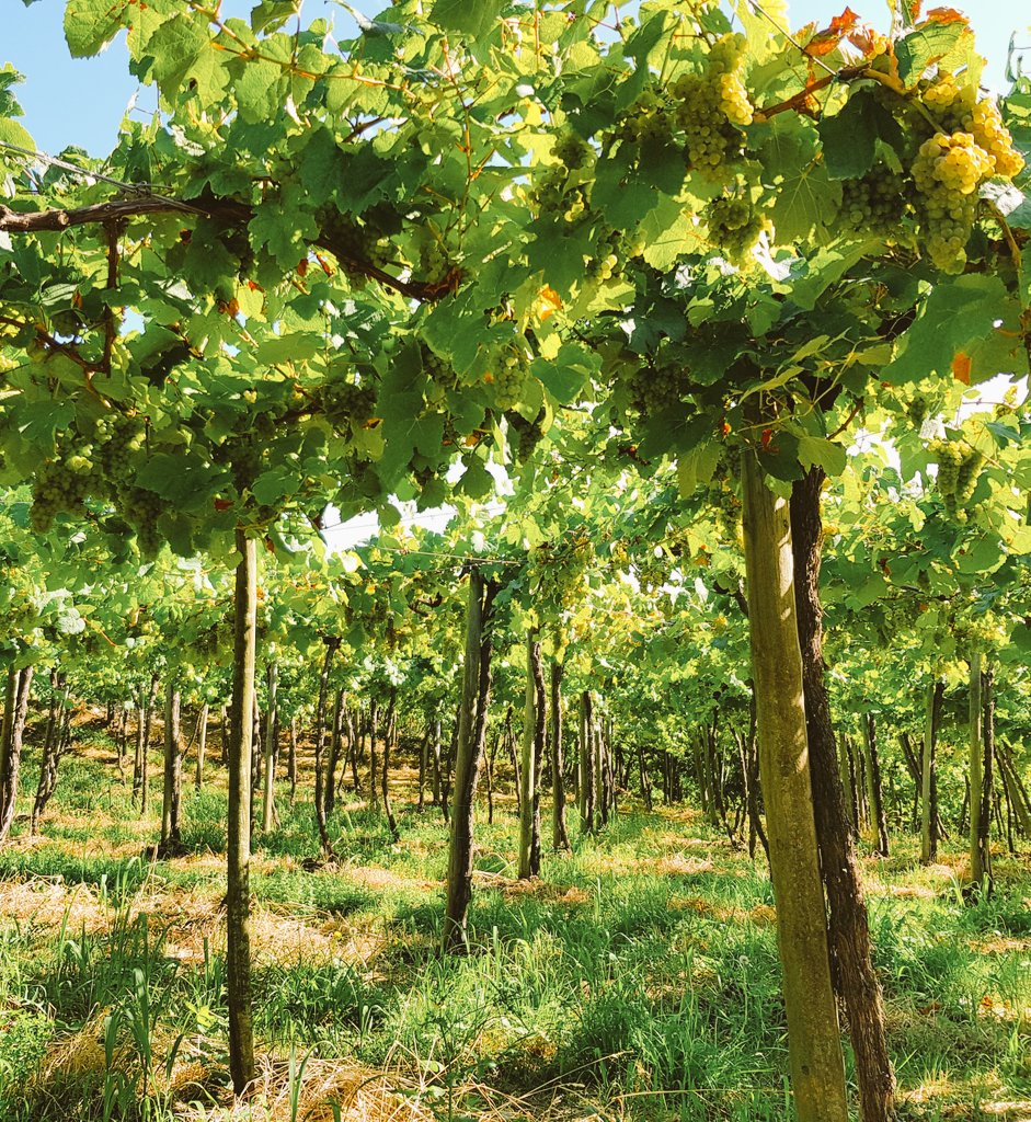 Amazing emparrado vineyard trellis in north of Spain to fight against the humidity of these oceanic wine regions
#emparrado #hondarrabi #hondarrabizuri #getariakotxacolina #albariño #riasbaixas #bodegas #vinosdeespaña #spanishwines #vineyards #winelovers #wine