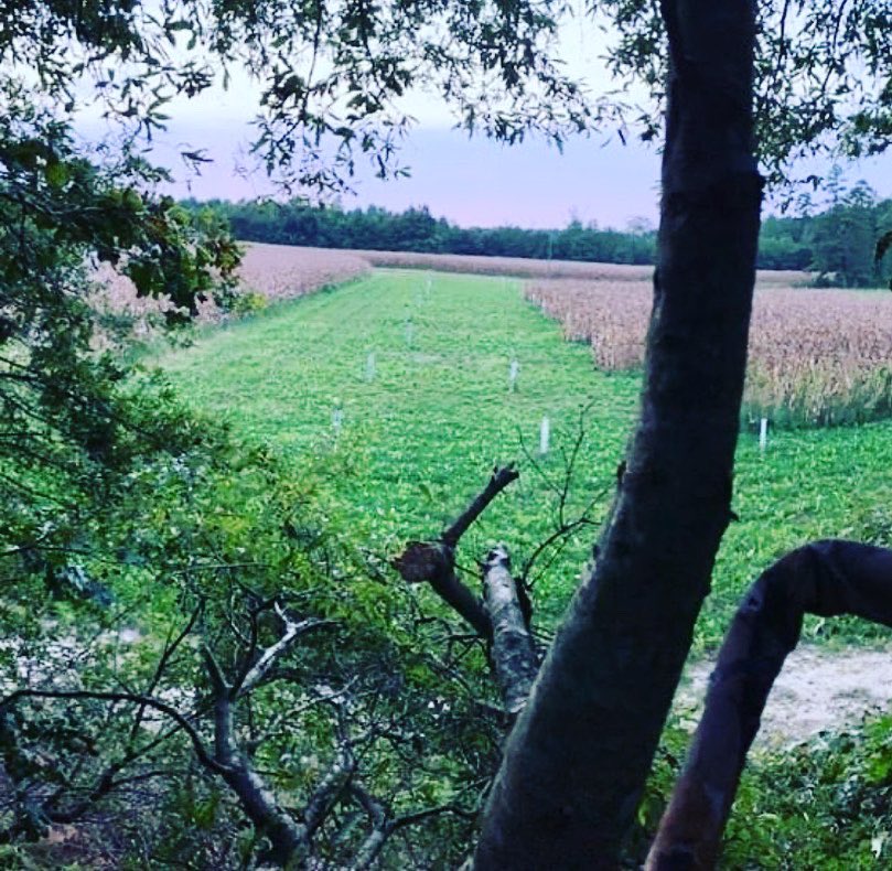 RevereSeed's tweet photo. “Received some new Local Wildlife plot pictures. Anyone else enjoying this cooler weather and ready to stick one?!”
🦌🏹
Post some of your Local Seed Co. Wildlife food plot pics below!!
#wildlife #golocal #plantlocal #localseedco https://t.co/e5DdqH8yVY