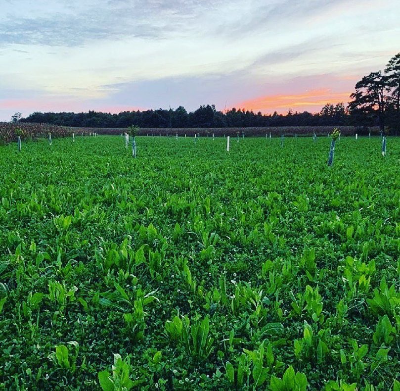 RevereSeed's tweet photo. “Received some new Local Wildlife plot pictures. Anyone else enjoying this cooler weather and ready to stick one?!”
🦌🏹
Post some of your Local Seed Co. Wildlife food plot pics below!!
#wildlife #golocal #plantlocal #localseedco https://t.co/e5DdqH8yVY
