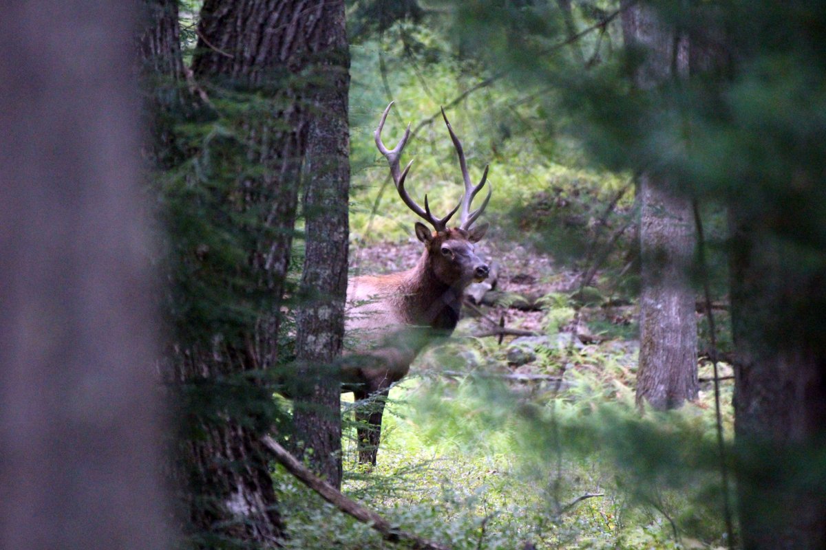 DCNRnews's tweet photo. Check out this bull elk spotted roaming #ElkStateForest in @ThePAwilds! #WildlifeWednesday #PAWilds #PAStateForests #PAWildlife https://t.co/jfCMt54w0f