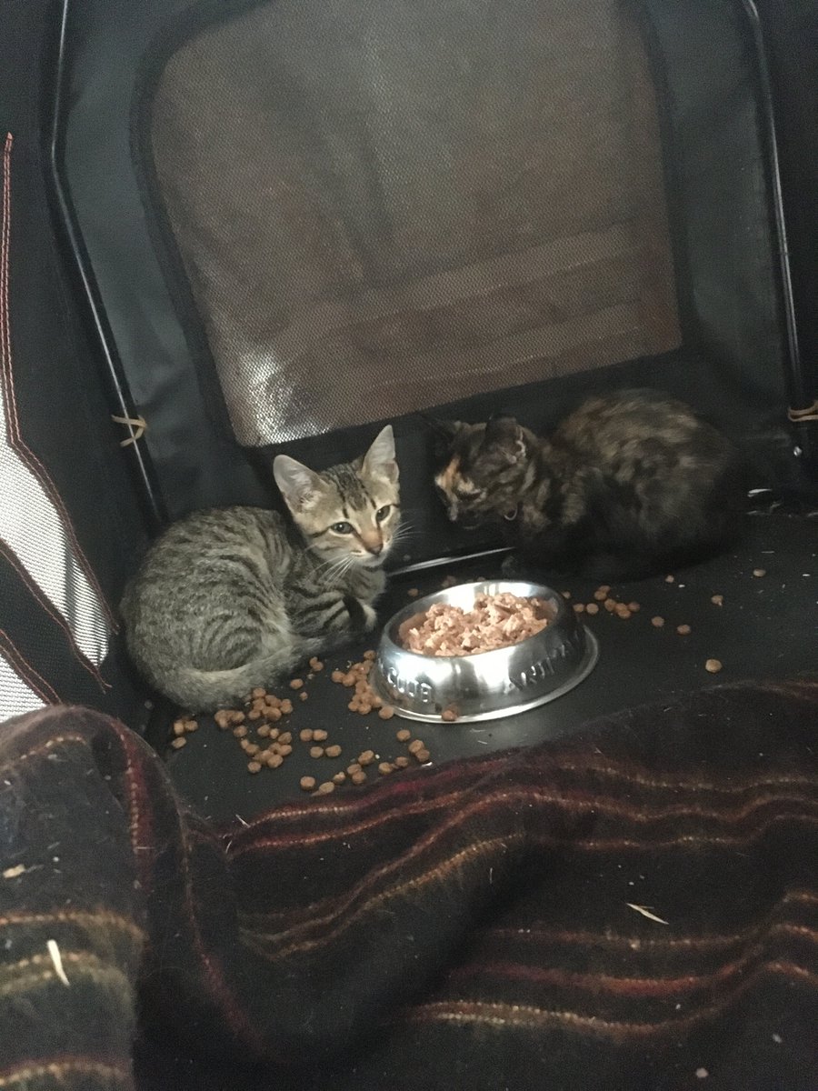 They’ve eaten & seem a little more relaxed now - we have decided to call them Miku & Emi - managed to place food in without being attacked , just 1 little hiss !