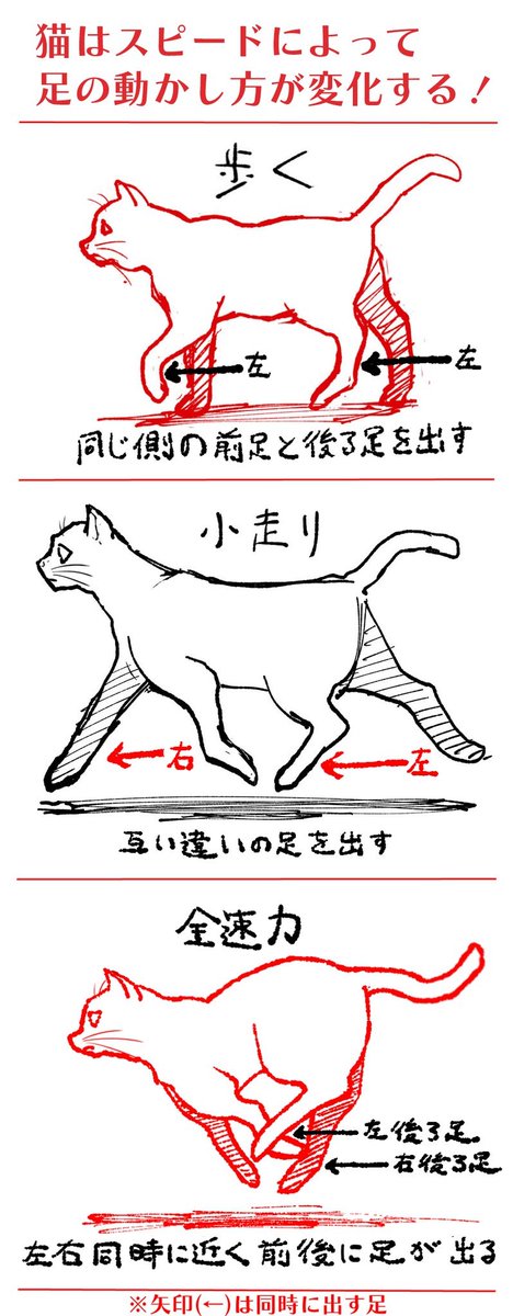 猫の描き方ガイドはこちら 僕はこの本にある意識で描いてますー ネコカクマク Catcutsの漫画 猫の描き方ガイドはこちら 僕はこの本にある意識で描いてますー ネコカクマク Catcutsの漫画