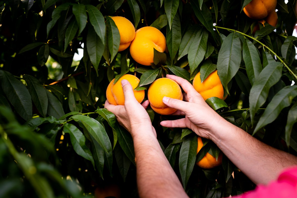 cardonaycelma's tweet photo. El proyecto “Melocotón 4.0: geomática, sensórica y prácticas agronómicas innovadoras para adaptar el cultivo al cambio climático en el Bajo Aragón”, llega a su fin… #agricultura #fruticultura #InvestigacionAgraria (1/4) https://t.co/lt15dnMk9A