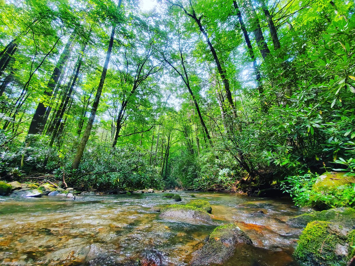 Mountaintown Creek. Guaranteed to get your tootsies wet! 😊

#trailrunning #grouprun #runthepinhoti