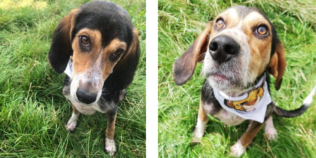 DogsTrust_IE's tweet photo. 🚨🚨URGENT-PLEASE RETWEET🚨🚨 Matilda is MISSING from her foster home since 2:30pm today. She went missing in Santry, Co. Dublin. She is quite vulnerable and recently underwent surgery! If you see her, please call us on 01-879-1858 #MissingDog https://t.co/vTVW6S1JKc