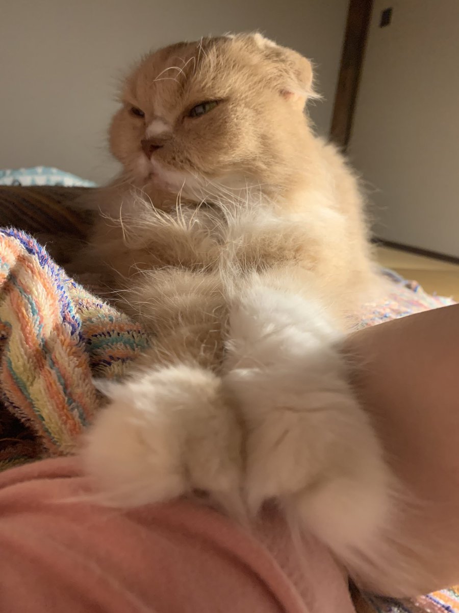 makichi_ku's tweet photo. 今日のお触りマルコは両手を腕にのっけるスタイル。 https://t.co/8k87mcRhju