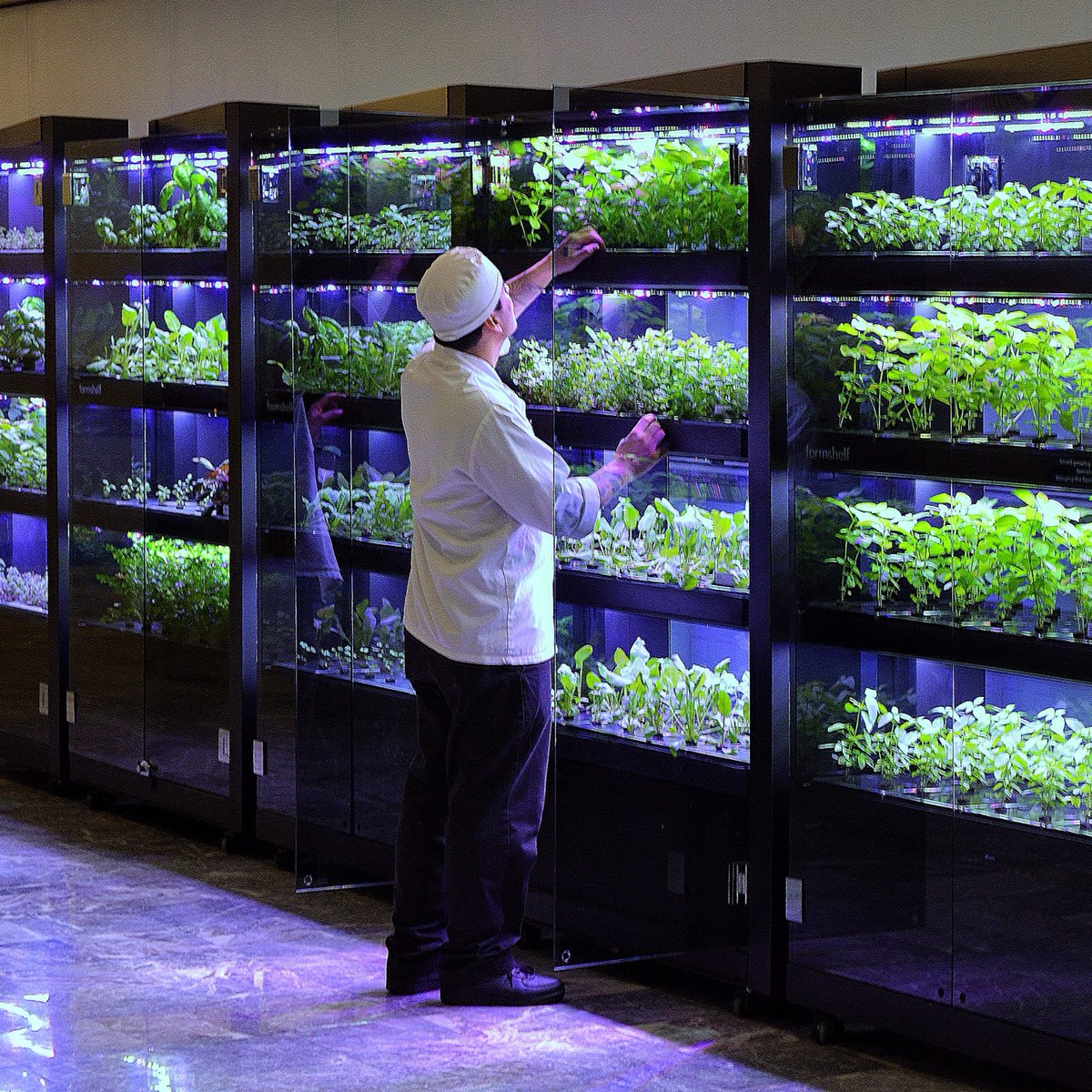 Get seasonal ingredients all year-round with Farmshelf. Grow what you want, when you want it, where you live, work or eat. 🌱🏘️🏢🍴
.
.
.
.
.
#smartindoorfarm #freshproduce #knowyourfood #farmfresh  #foodie#homegrownveggies #eatfresh #eathealthy  #goodeats #foodlife #chef
