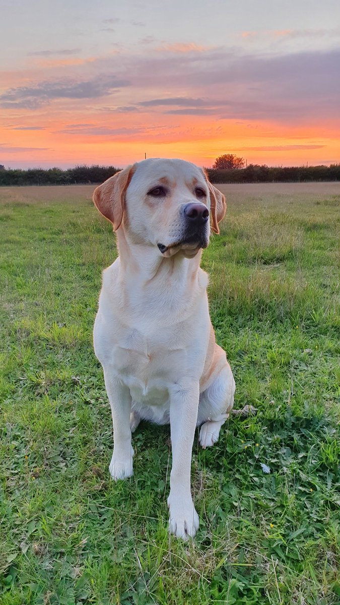 joules_the_lab's tweet photo. Caught the last bit of the sun last night, looks quite pretty! #Sunset #Dorset https://t.co/5hIXzhnf3S