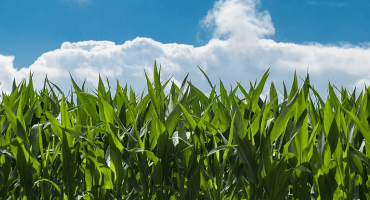 OntAg's tweet photo. Maximizing #corn production profitability.. Fungicide, flex &amp; flat out yield are 3 key features of a corn hybrid that need to be assessed to maximize profitability, explains Greg Stewart, Agronomist at @Maizex. #OntAg #OnYield20 #Harvest20

Learn more: https://t.co/GspztEQljH https://t.co/68qFiuSfpt