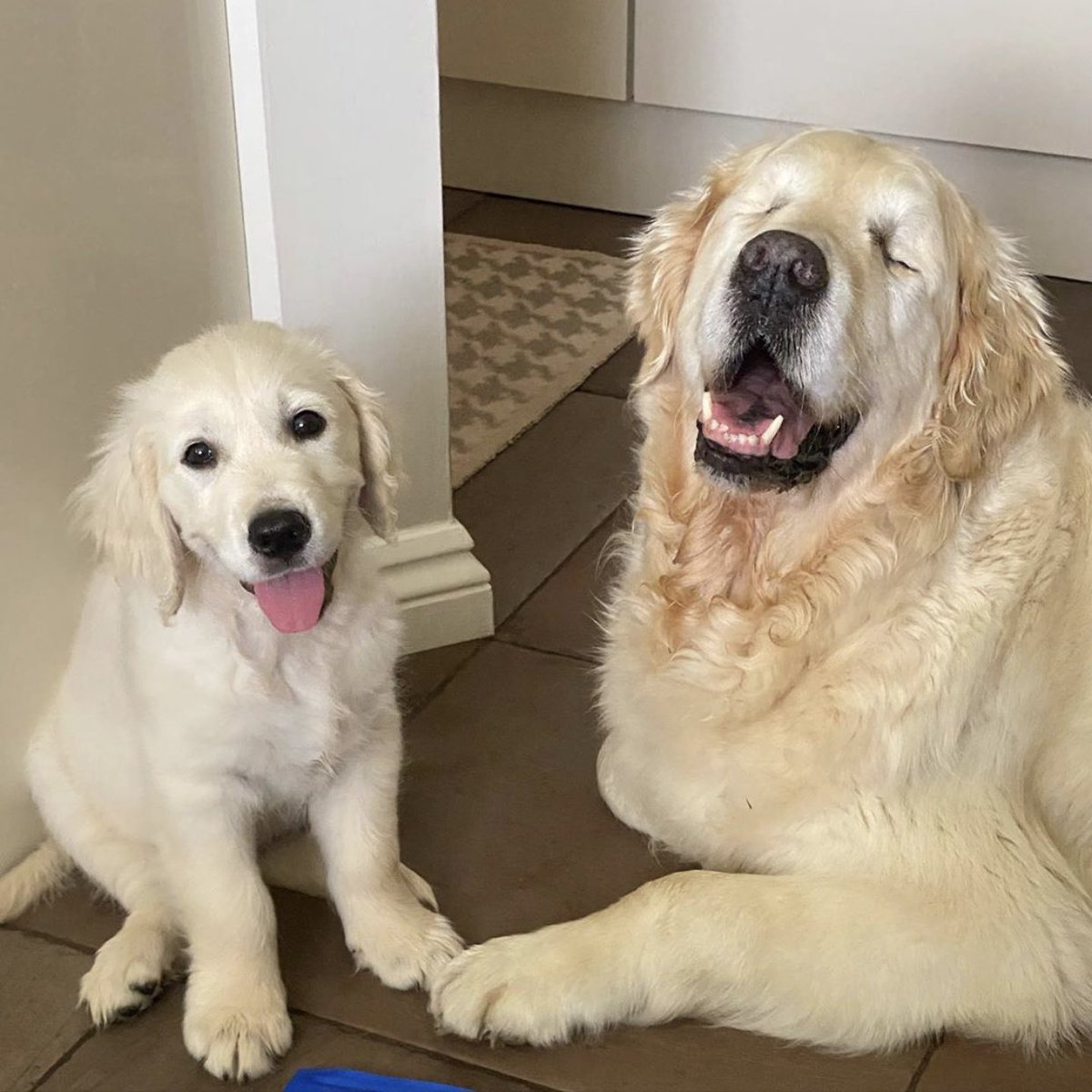 WeRateDogs tweet media